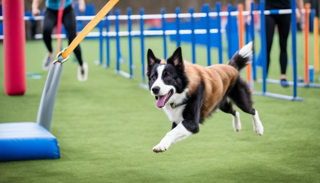 conditioning exercises for dogs